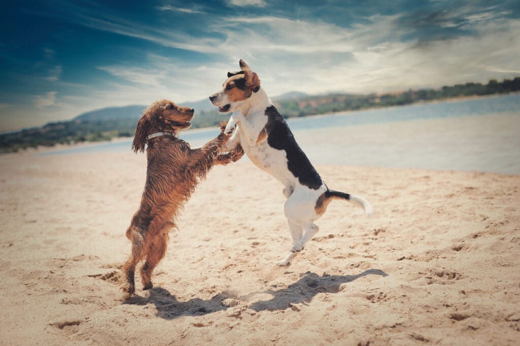 perros juegan en la playa