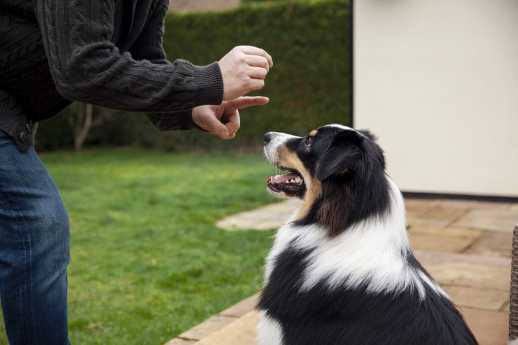 entrenamiento de perros