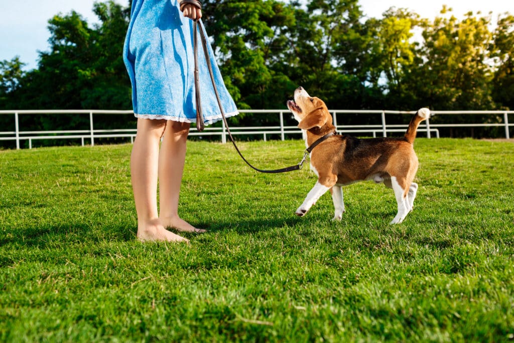 entrenamiento perros cachorros