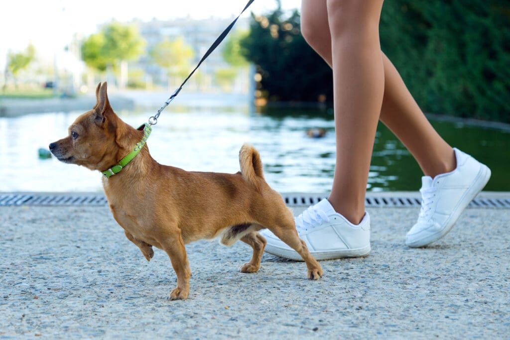 como enseñar a mi perro a no jalar la correa