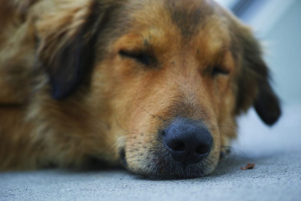 perro dormido