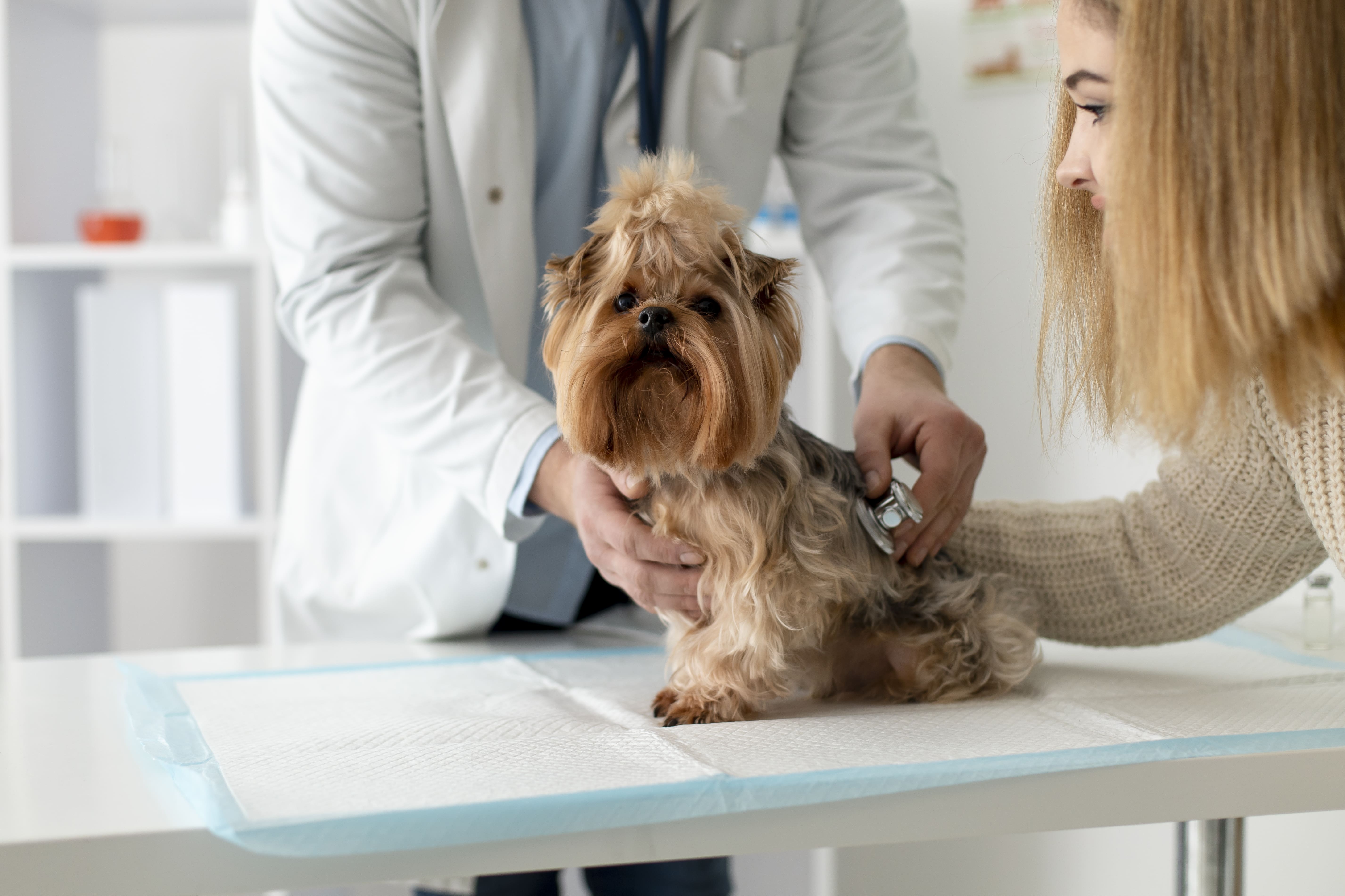 parvovirus canino