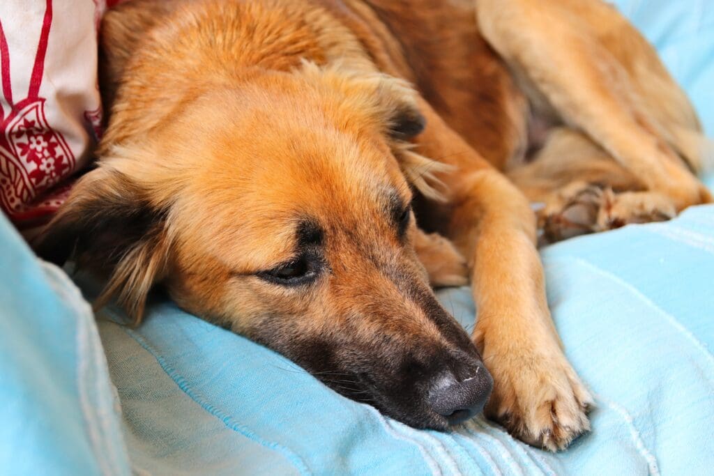 parvovirus en perros