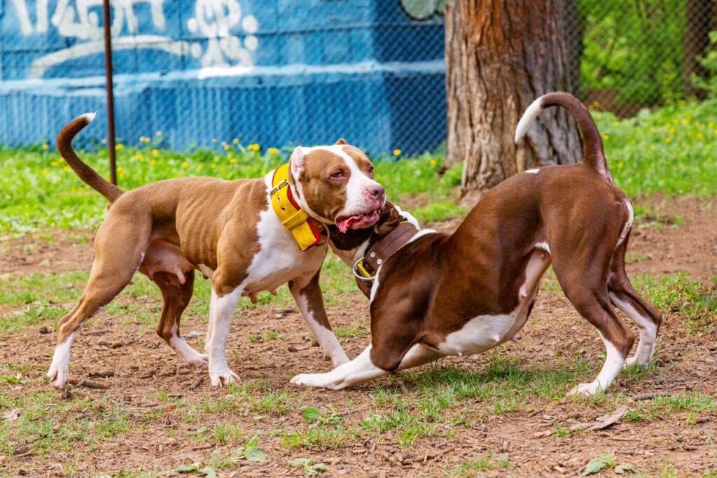 perros socializando