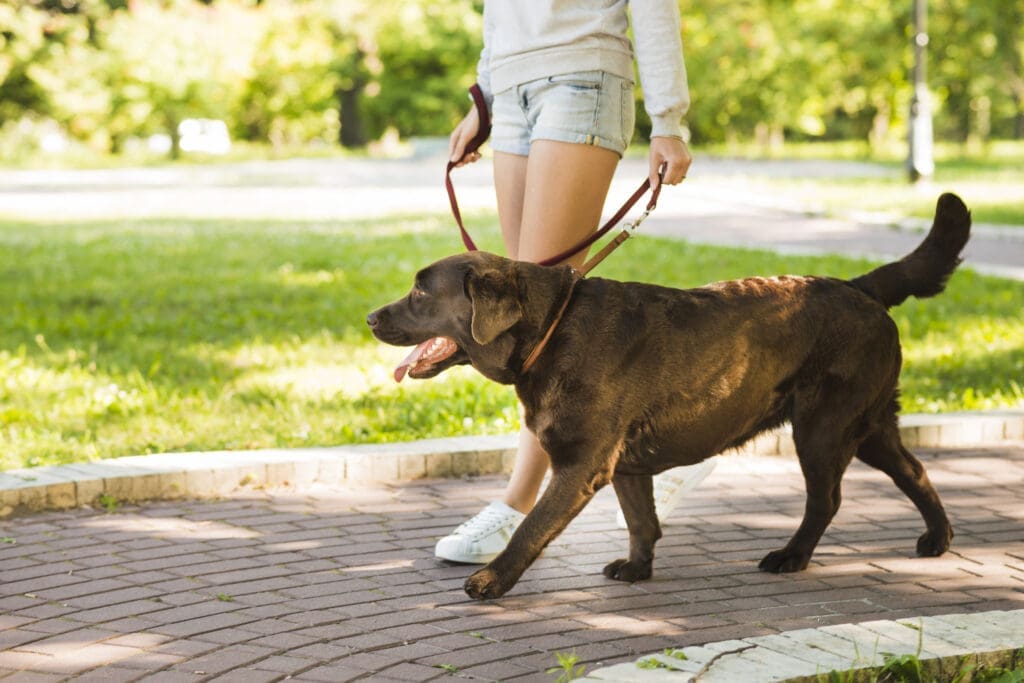 perro caminando con correa