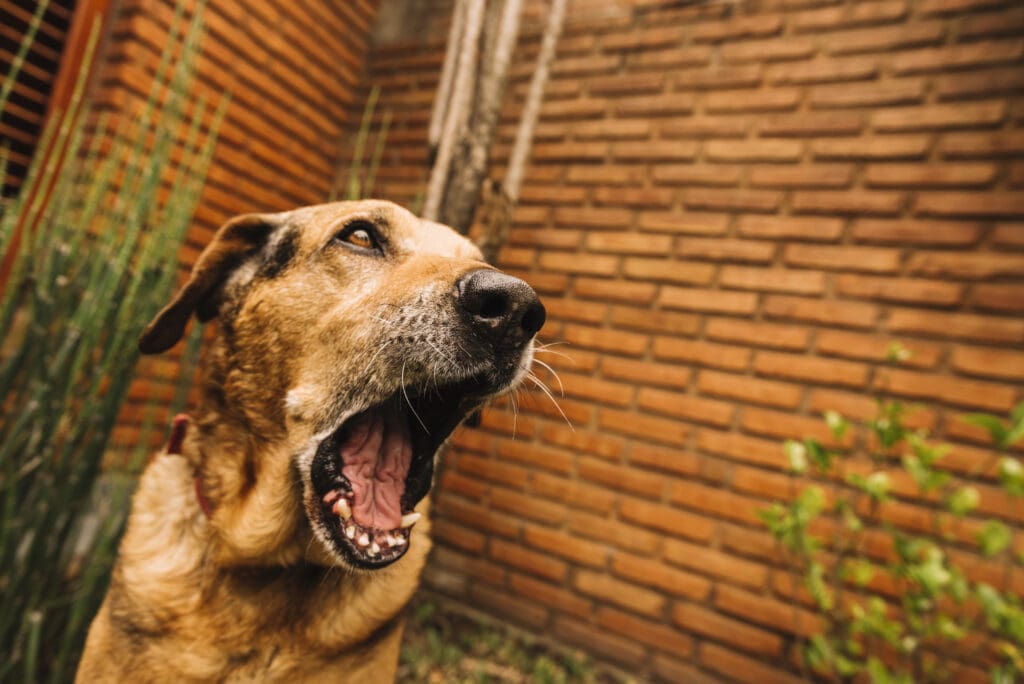 perro ladrando mucho