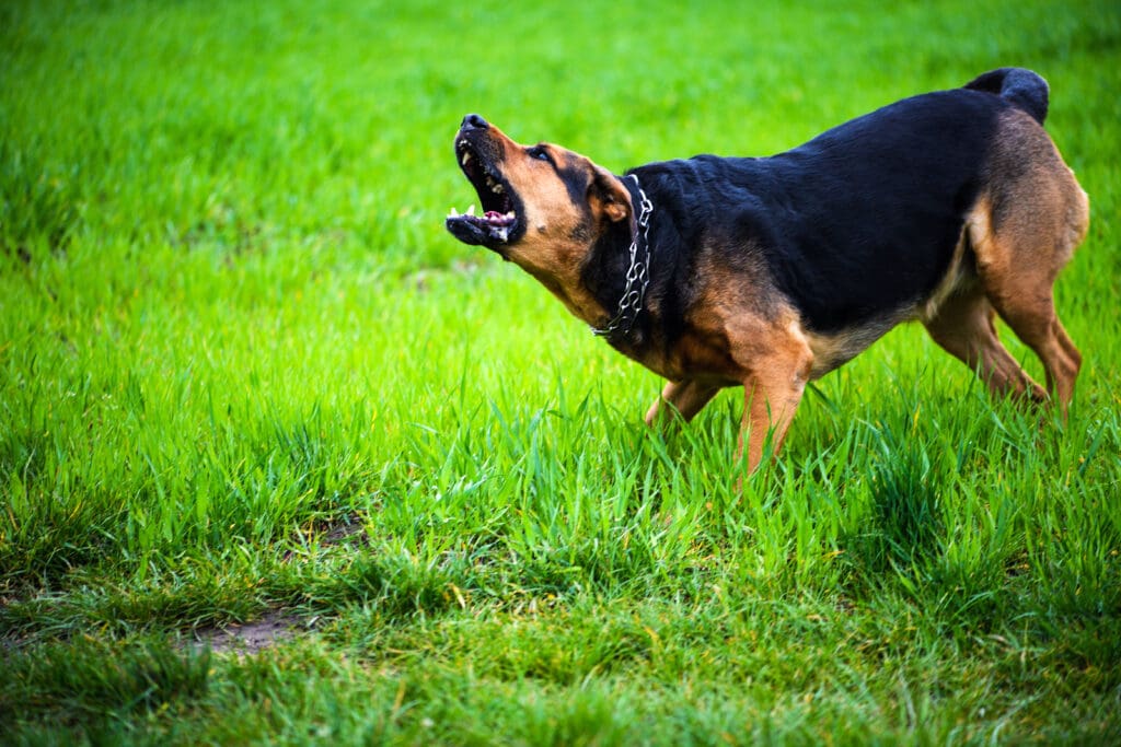 perro bravo ladrando