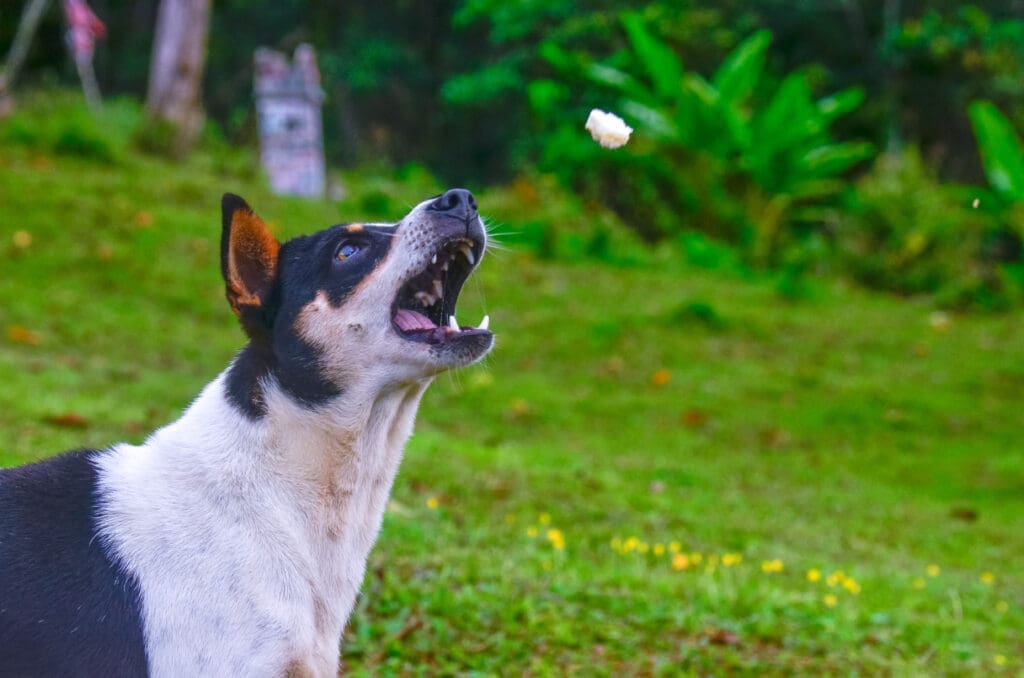 perro ladrando constantemente