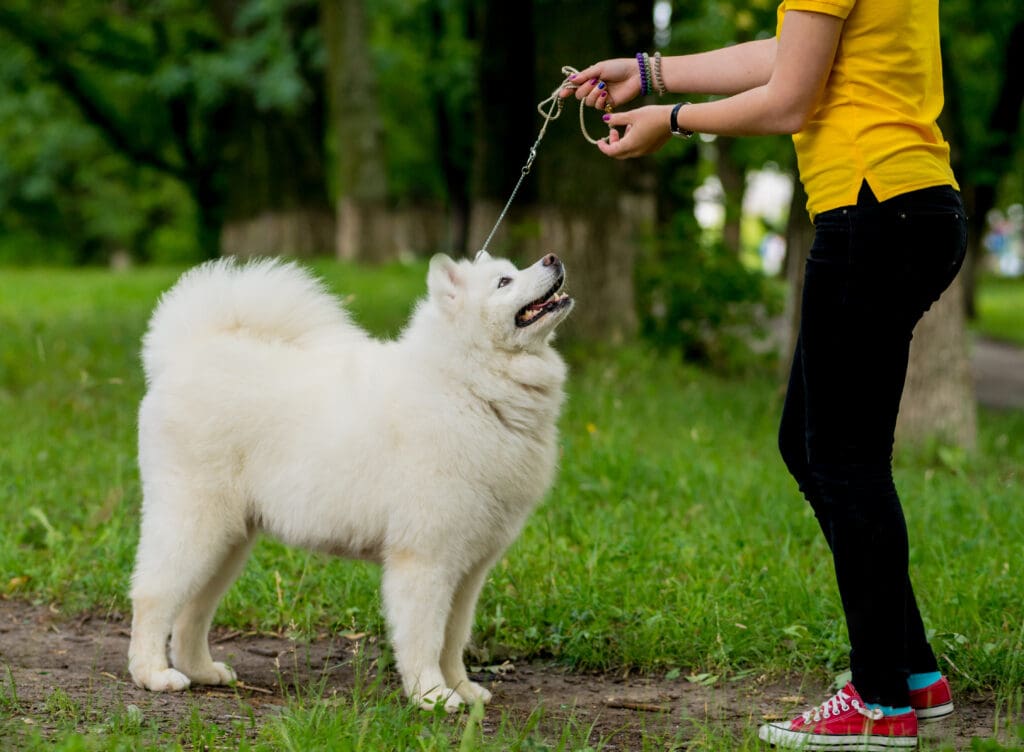 como lograr que tu perro obedezca ordenes sencillas