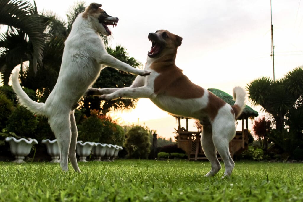 perros jugando amigables