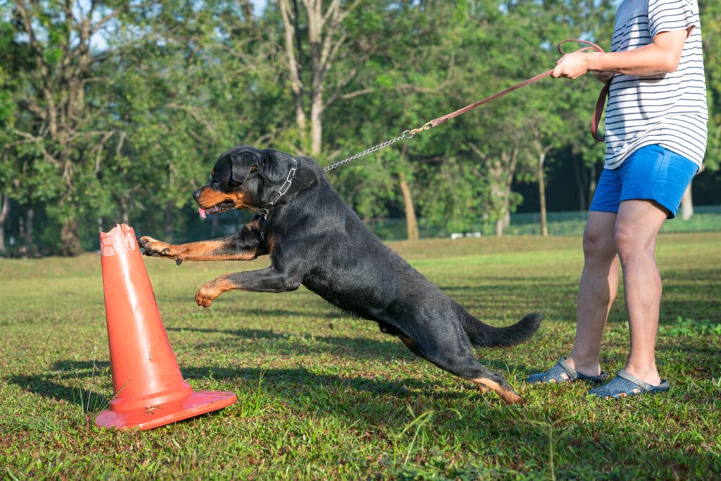 entrenamiento perro agresivo