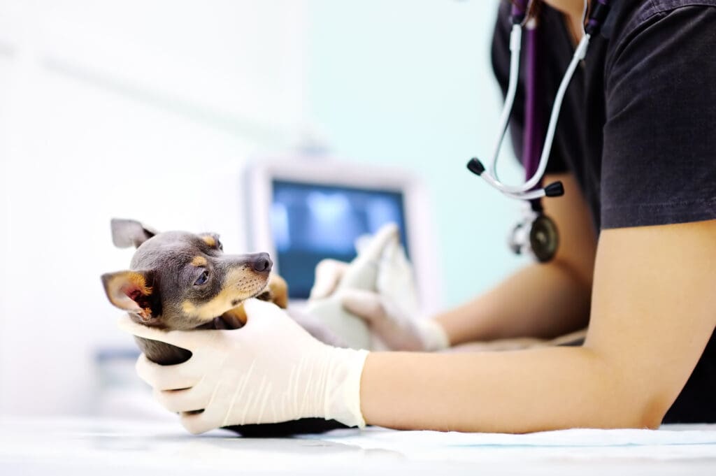 perro en el veterinario