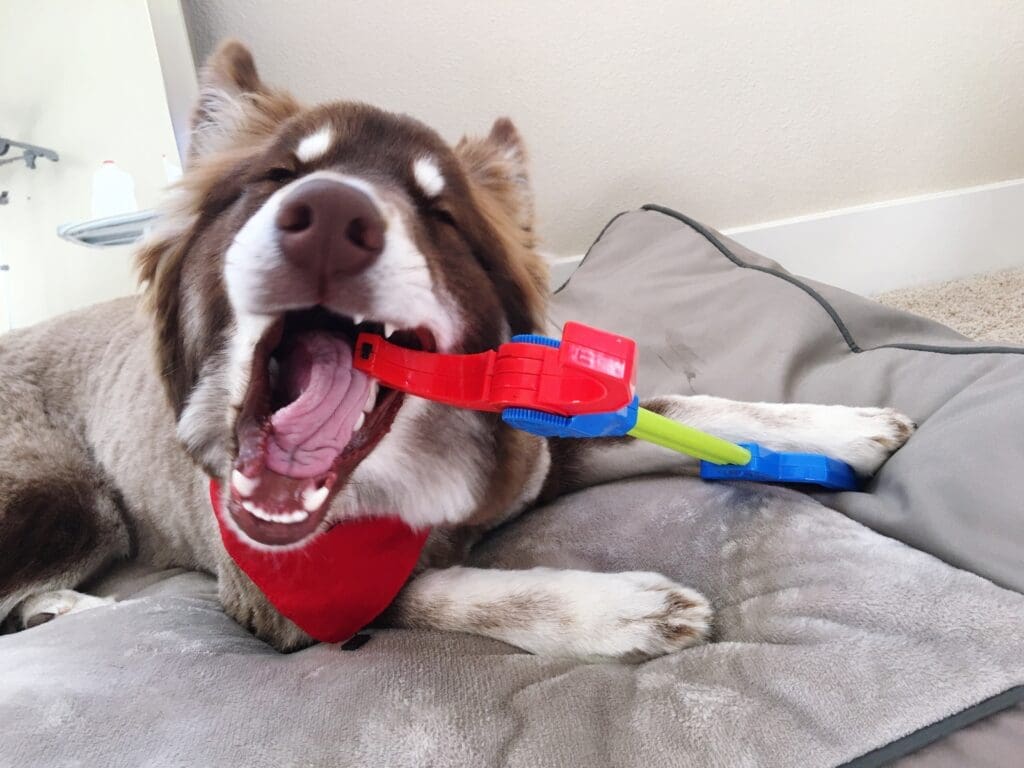perro mordiendo cosas