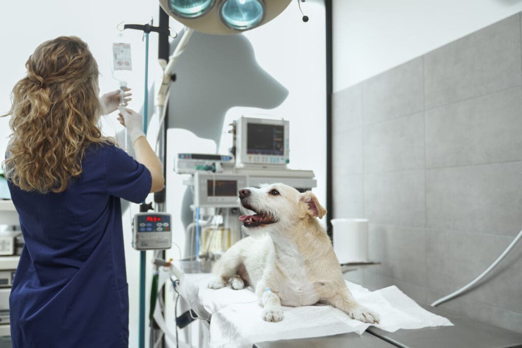 parvovirus canino