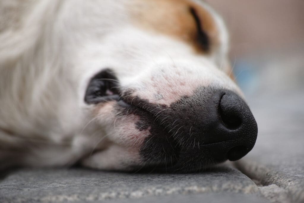 perro durmiendo
