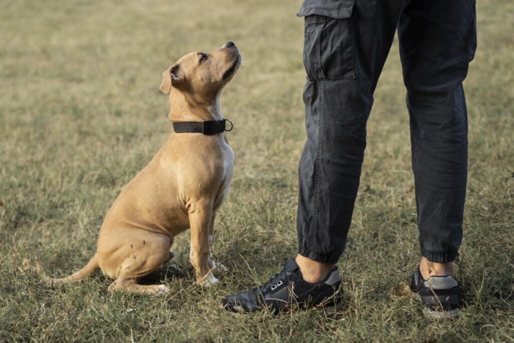 perro mirando su dueño