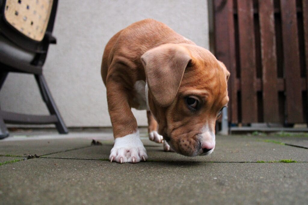 primer plano de perro cachorro