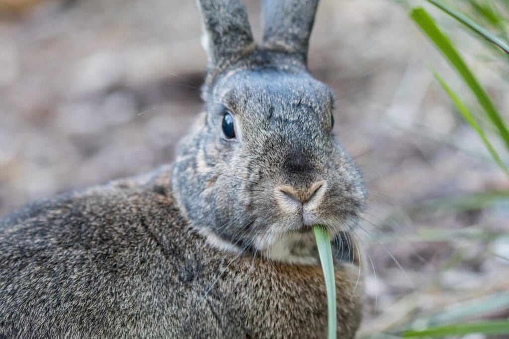 Conejo