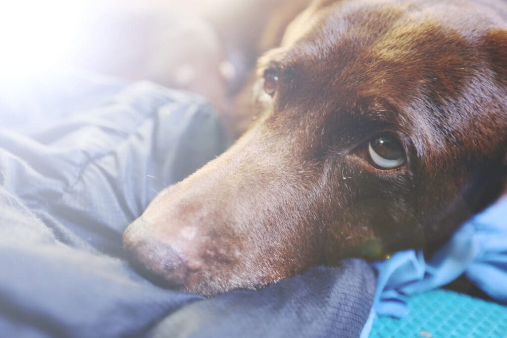sintomas de cancer en perros