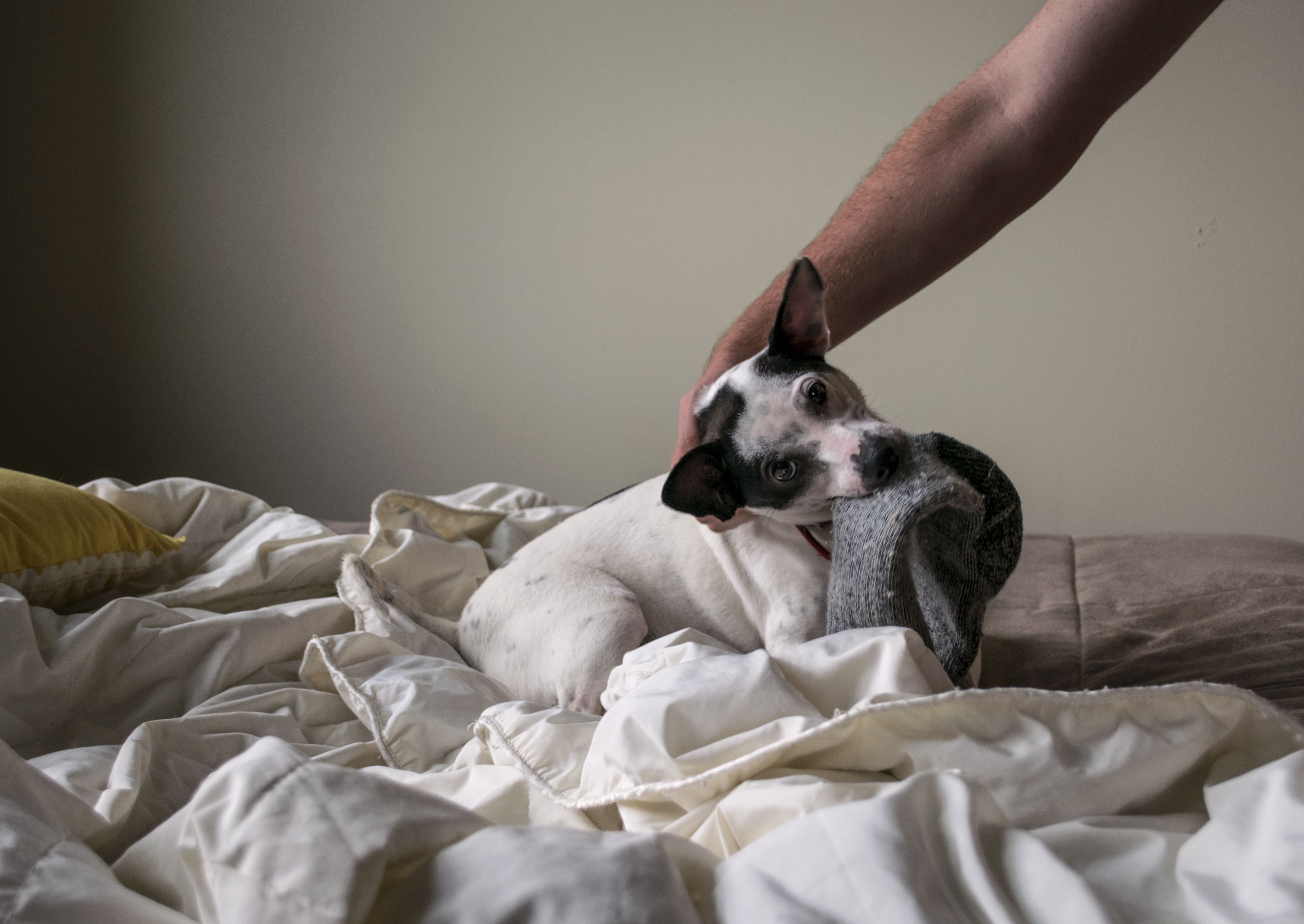 perro siendo bajado de la cama