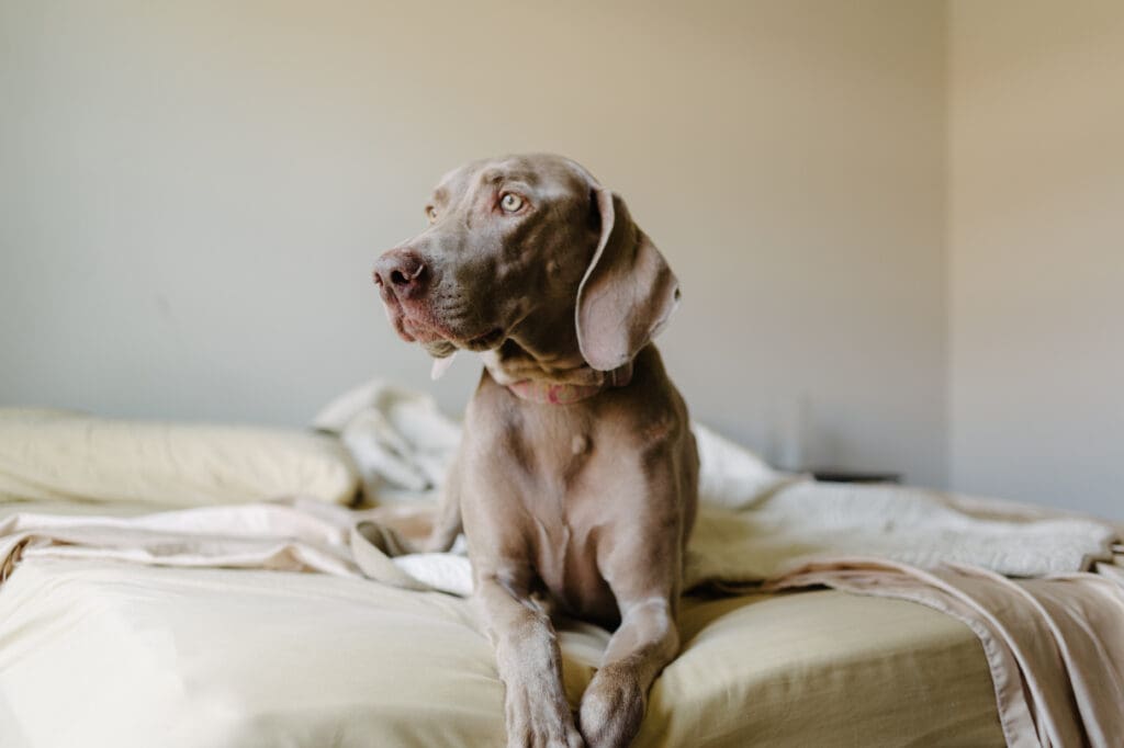perro subido en la cama comódamente