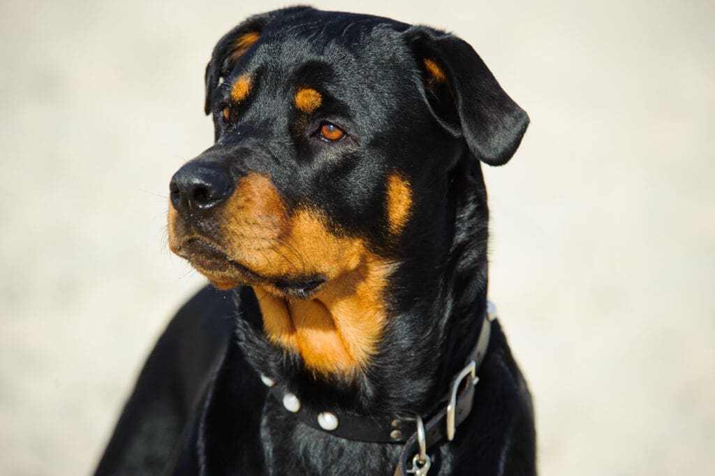 Rottweiler - Raza de perros