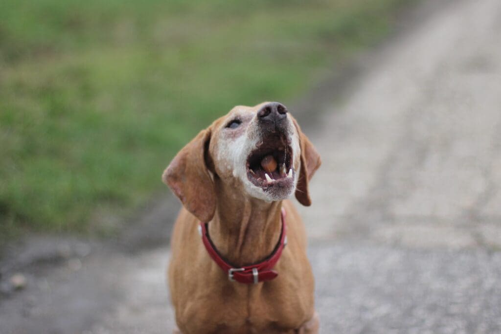 perro llorando solo