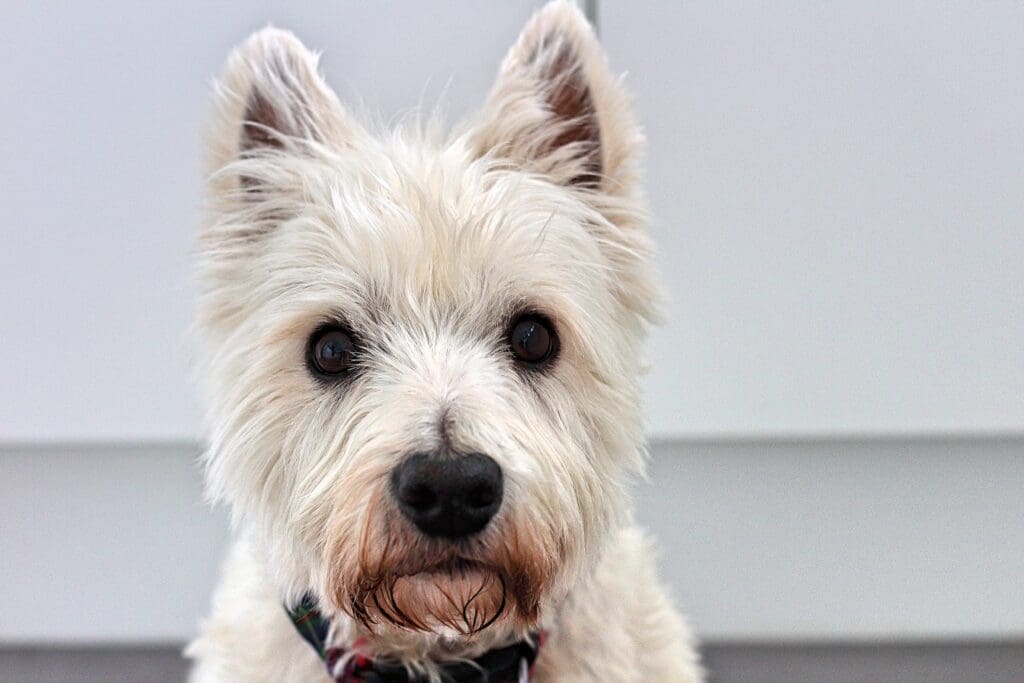 Terrier