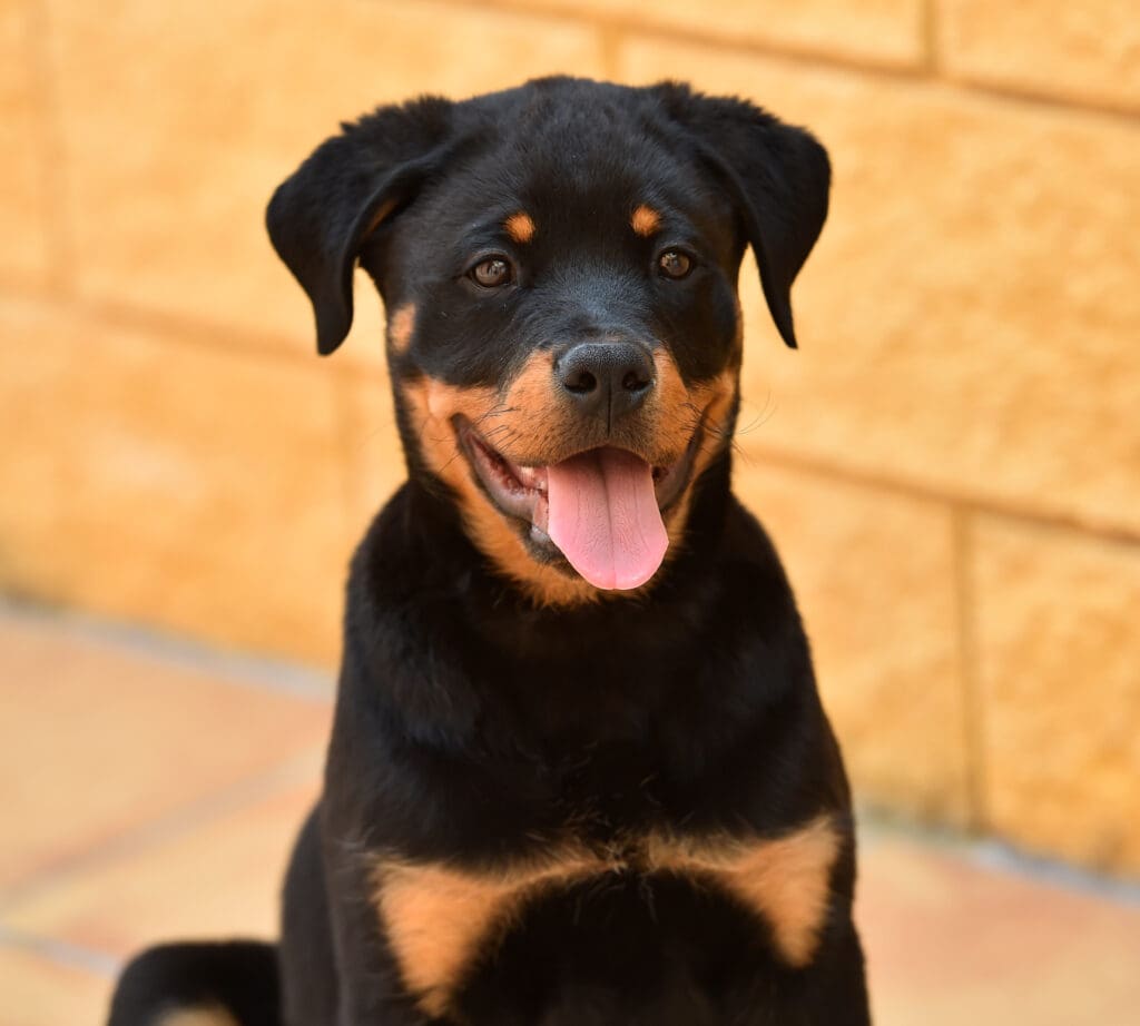 Rottweiler - Raza de perros