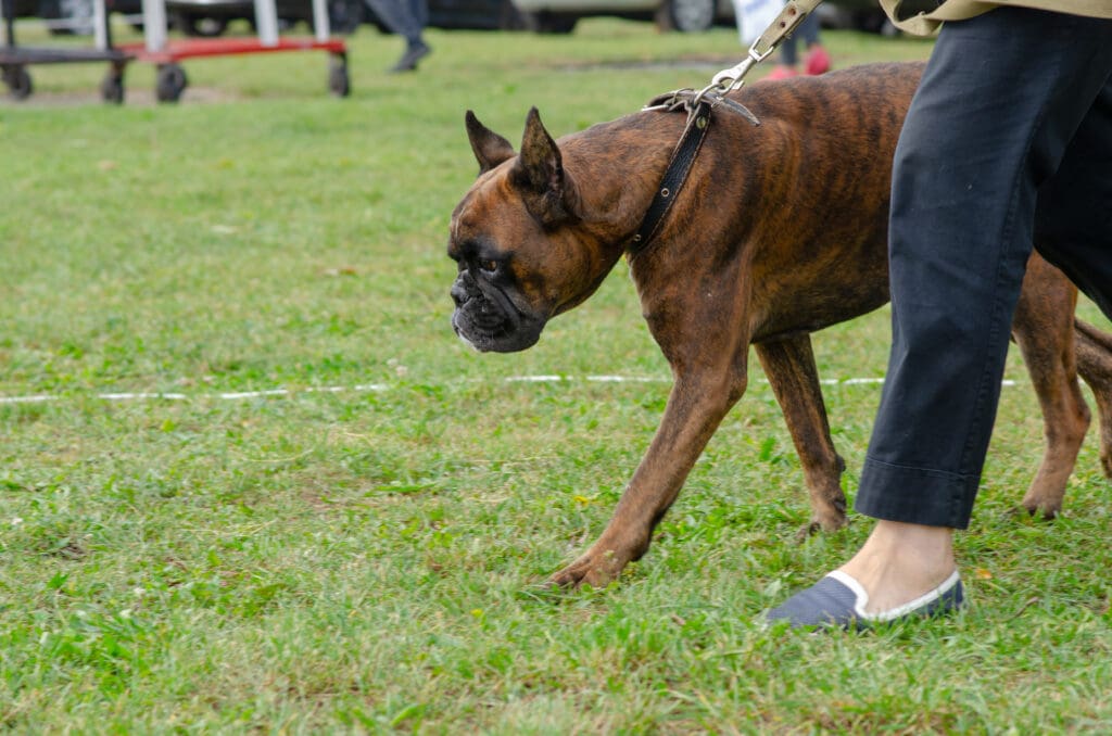 adiestramiento perros bravos