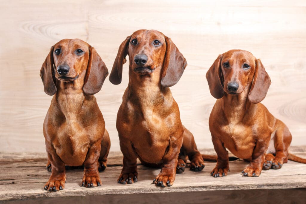 Teckels -Dachshund
