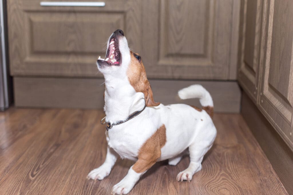 perro llorando cuando se queda solo