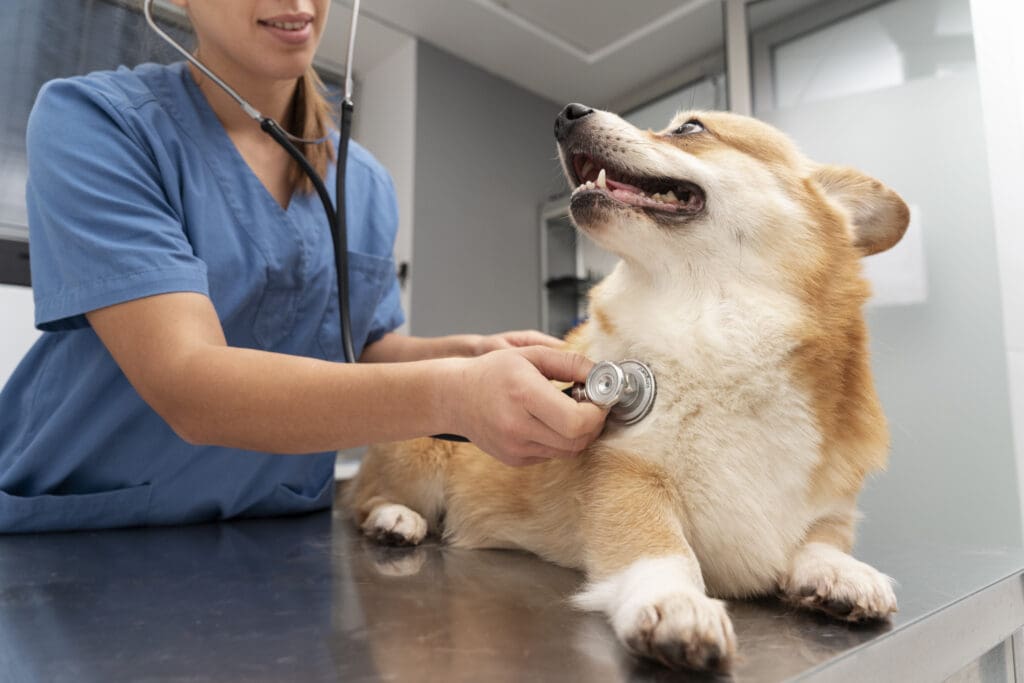 perro en el veterinario