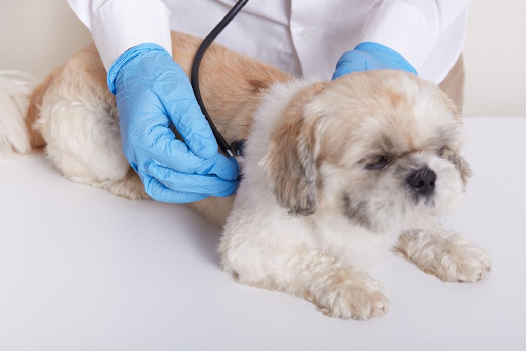 enfermedades comunes en perros