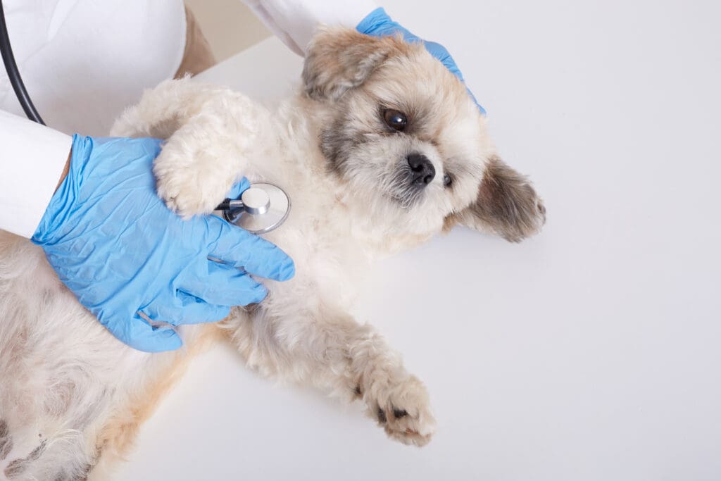 insuficiencia renal en perros