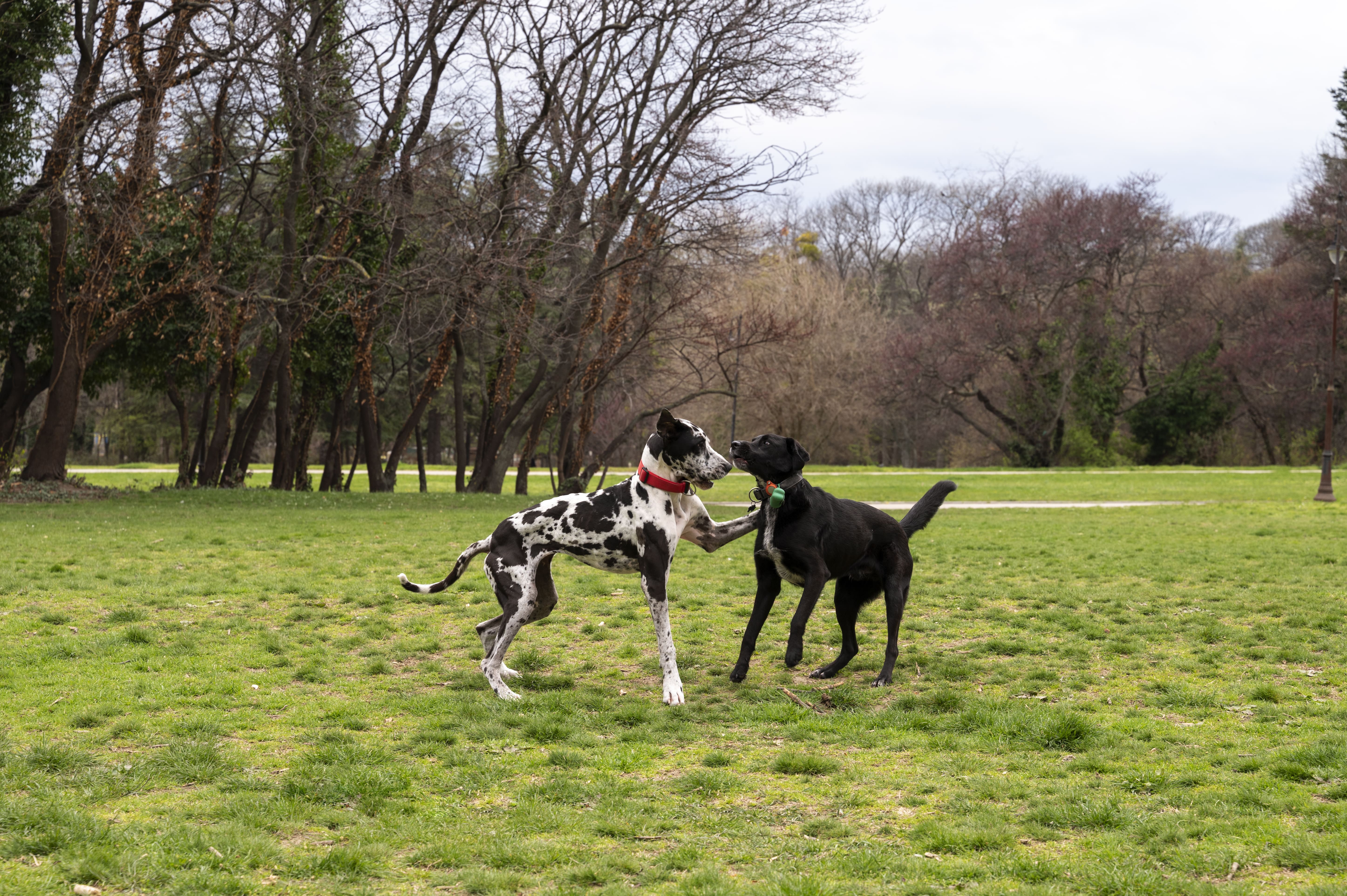 perros jugando en el parque