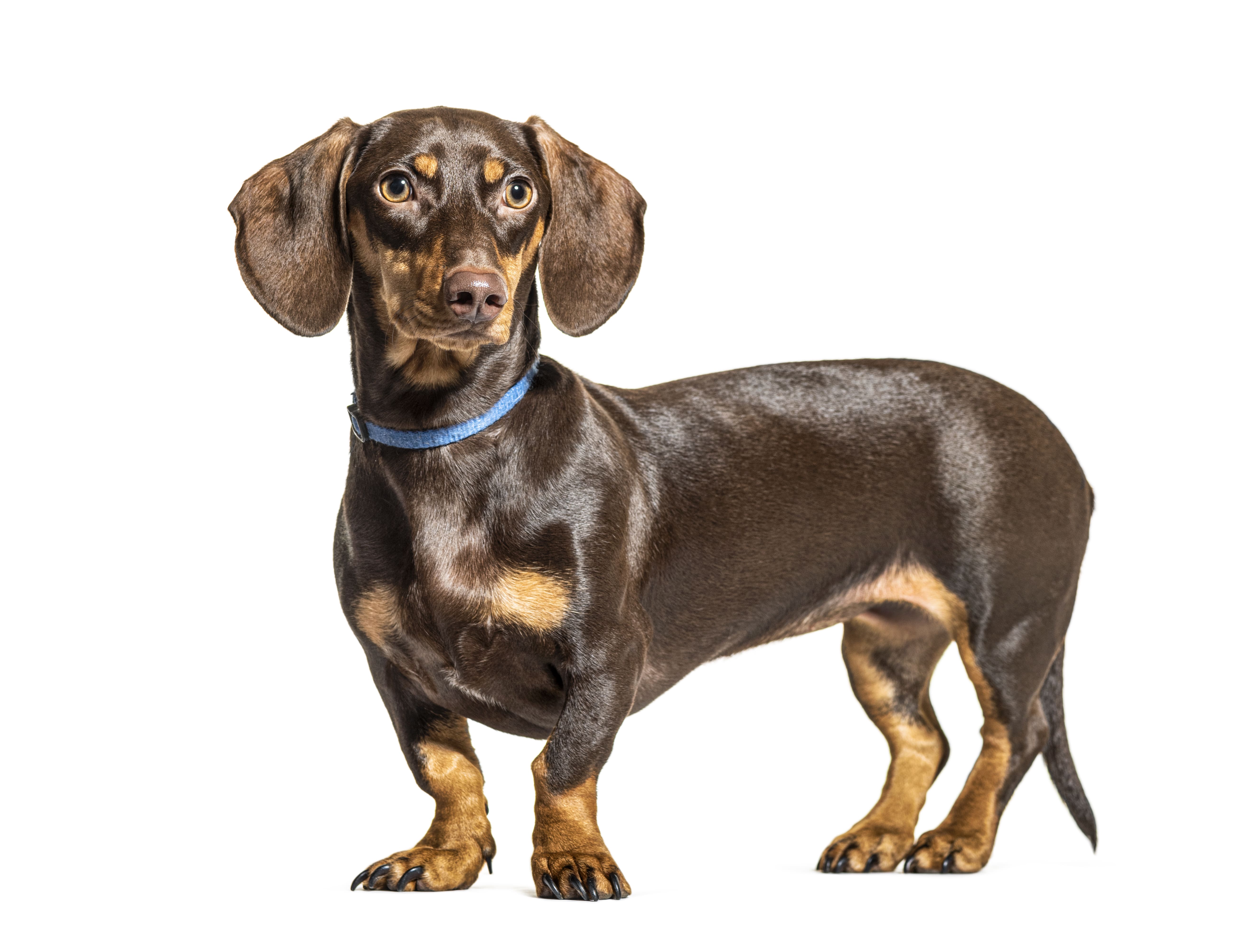 Dachshund