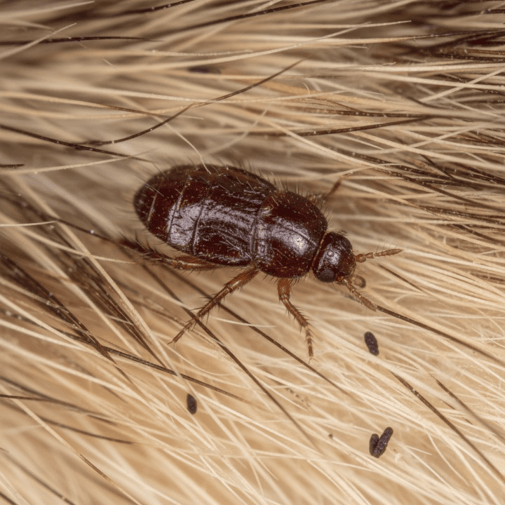 Pulga (Ctenocephalides felis)