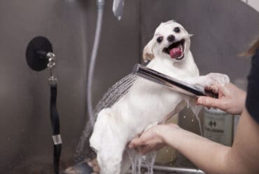 Cada Cuánto Bañar a un Perro: Guía por Tipo de Pelo y Consejos de Higiene para una Piel Saludable