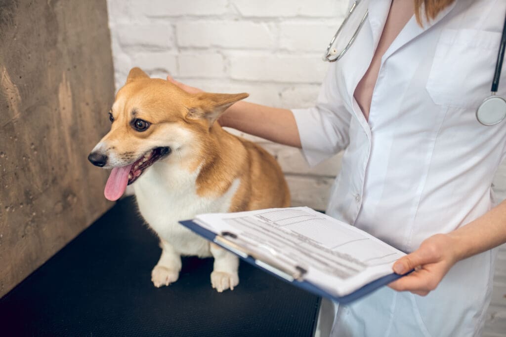 perro en control veterinario