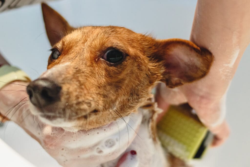 perro es bañado luego de paseo