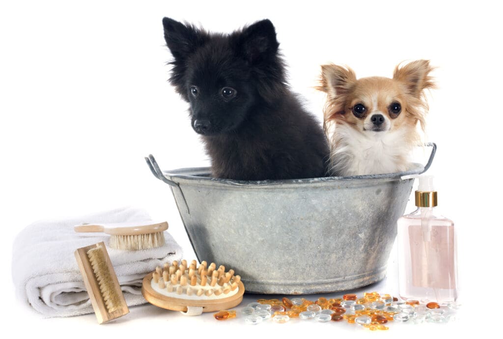 productos escenciales para la higiene de perros