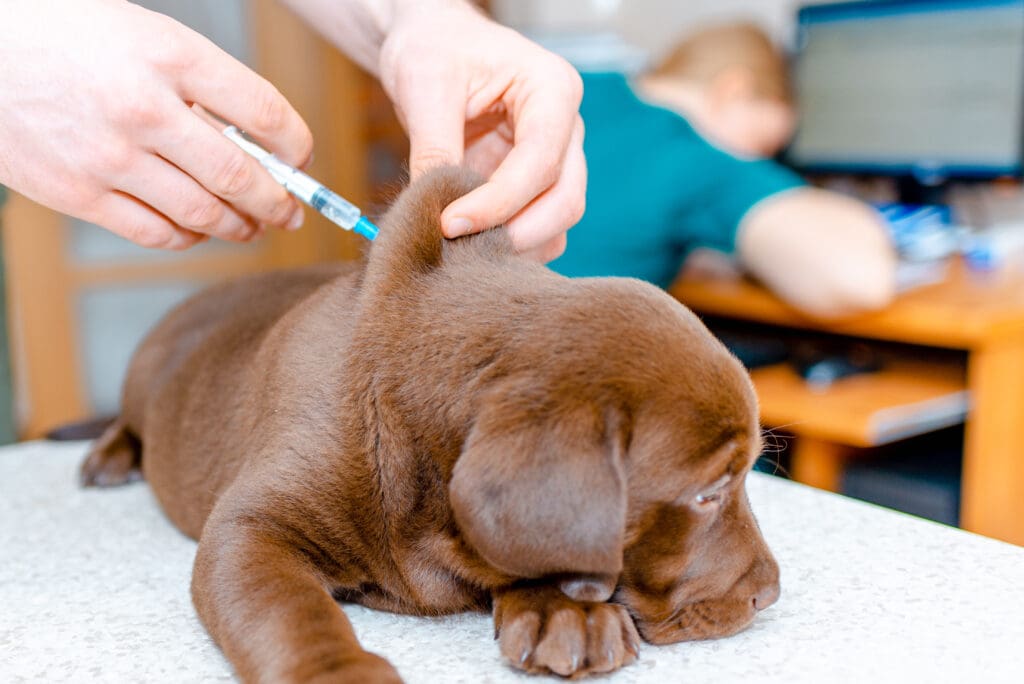 vacunas de control para perro