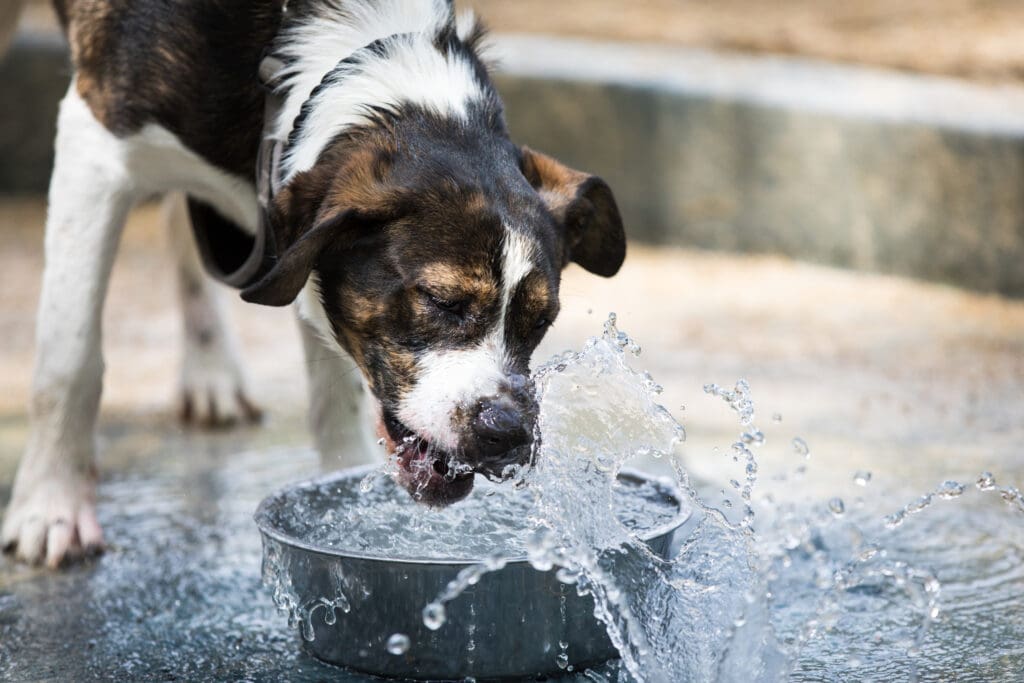 perro tomando agua en una fuente