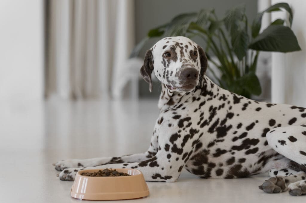 perro dalmata comiendo