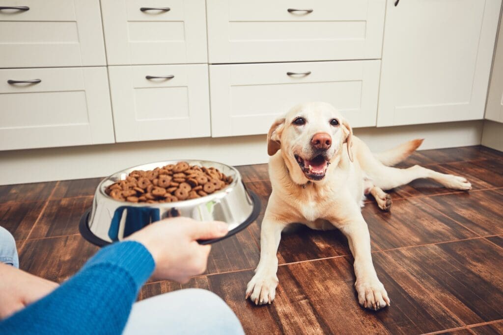 alimentacion perro adulto