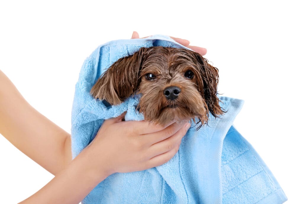 perro es secado luego del paseo
