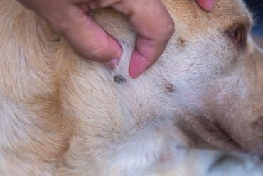 Cómo Quitar Garrapatas a un Perro: Guía Completa (Formas Seguras y Errores Comunes)