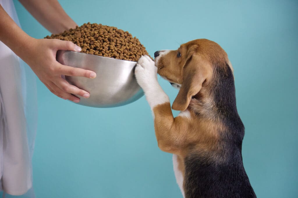 beagle cachorro comiendo