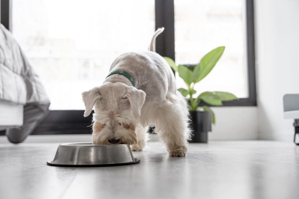 perro comiendo en casa